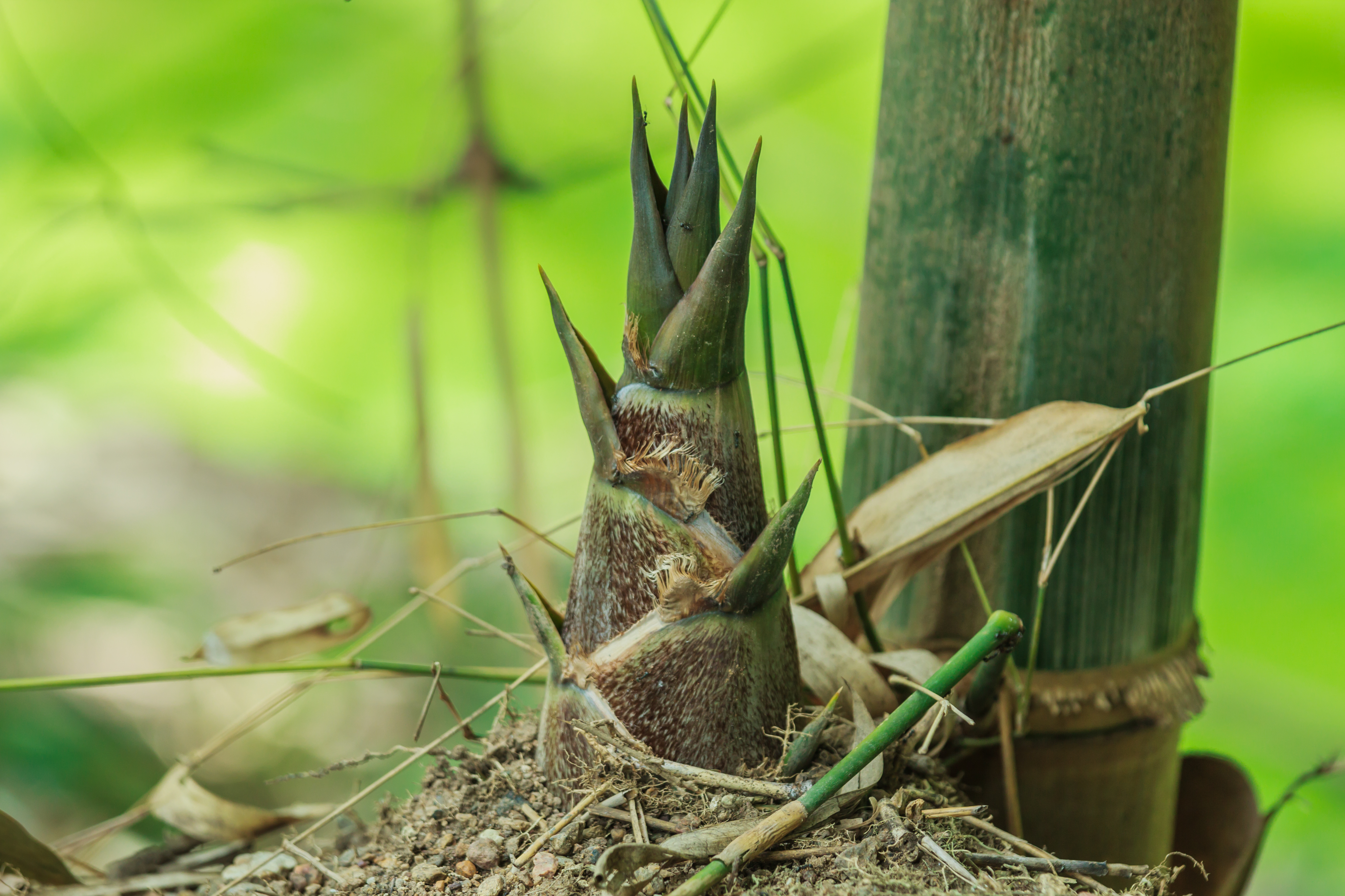 Bamboo poles