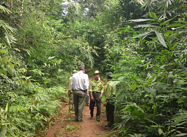 Selecting bamboo